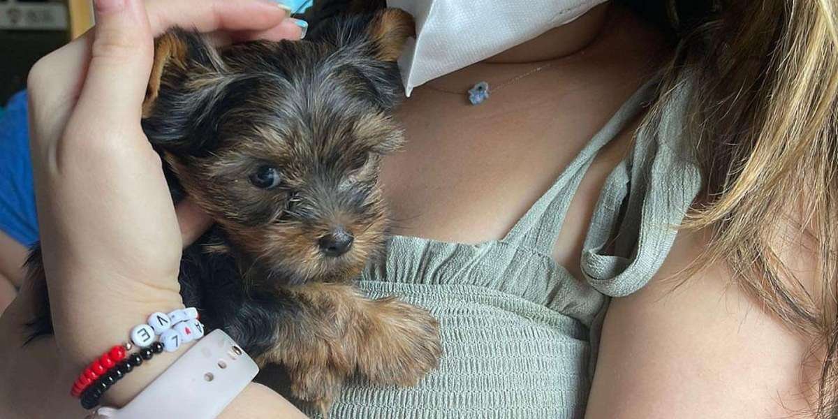 Why Mini Biewer Yorkshire Terrier Is Fast Becoming The Most Popular Trend In 2024?