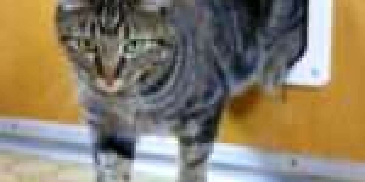 The No. 1 Question That Anyone Working In Cat Door Fixing Should Be Able To Answer