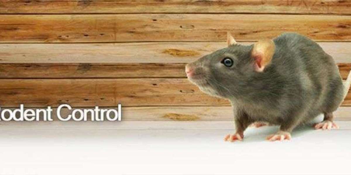 Preventing Costly Rat Damage with Smart Home Strategies