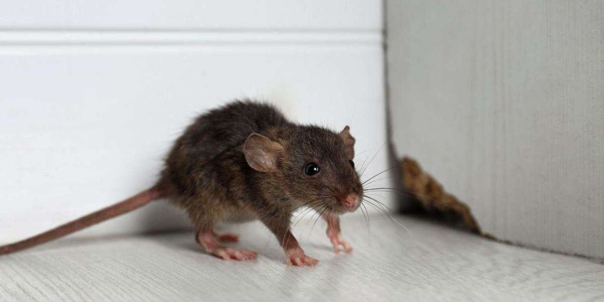 Emergency Rodent Help for Naperville IL With Same-Day Care