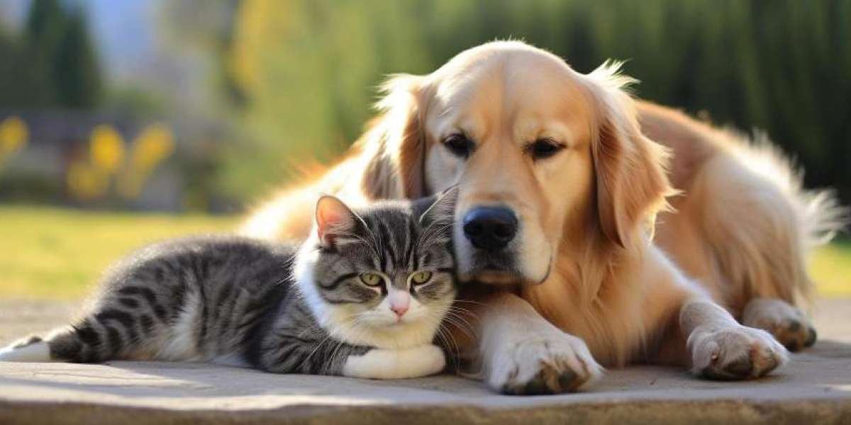 內地寵物入境香港完整指南：流程、規定與注意事項詳解