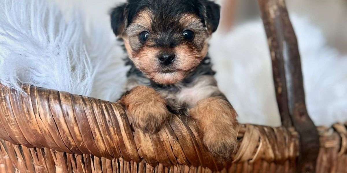 20 Inspiring Quotes About Buy Yorkie Puppies